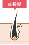 成長期
